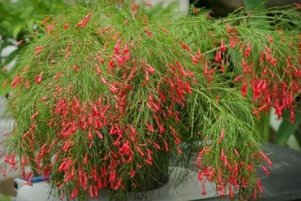 爆竹花的养殖方法，生长期每个月追肥一次