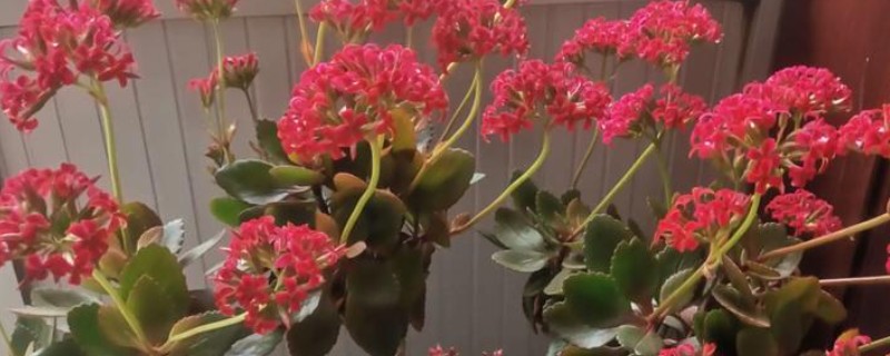 长寿花全部剪掉还可以发芽吗，还可以发芽