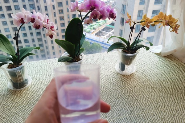 蝴蝶兰快速生根方式，喜欢在较为湿润的环境中生长