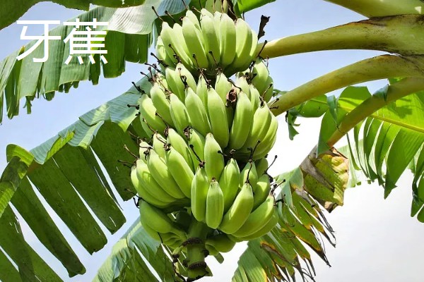 好吃的香蕉品种，有牙蕉、天宝蕉等
