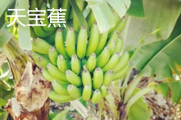 好吃的香蕉品种，有牙蕉、天宝蕉等