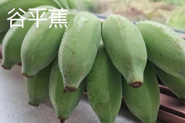 好吃的香蕉品种，有牙蕉、天宝蕉等