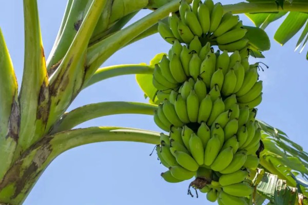 好吃的香蕉品种，有牙蕉、天宝蕉等