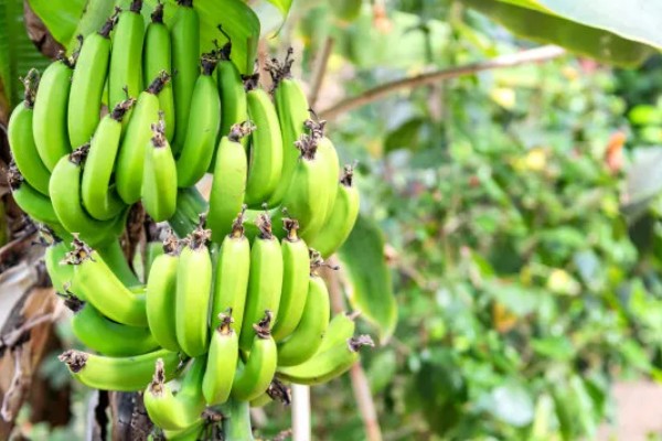 好吃的香蕉品种，有牙蕉、天宝蕉等