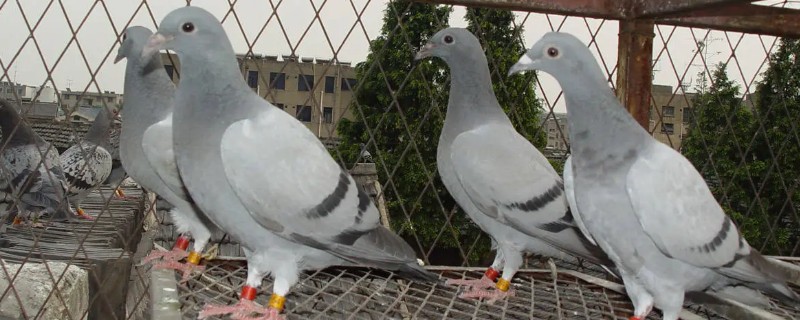 一公配两母鸽能孵吗，一般情况下是可以孵蛋的