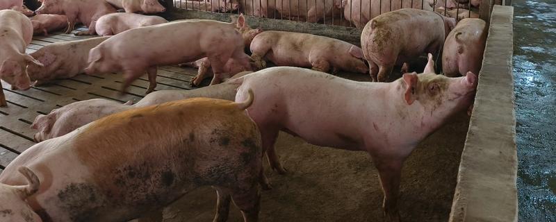 12平方的猪圈可以养多少头猪，取决于猪的类别、年龄等