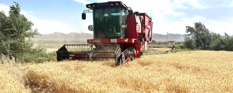 小麦收割的注意事项，作业时仔细观察联合收割机的输送情况