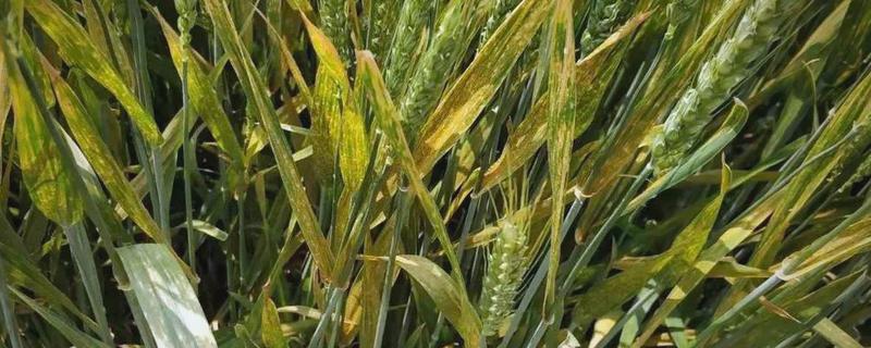 小麦条锈病怎么防治，首先要选择抗病品种
