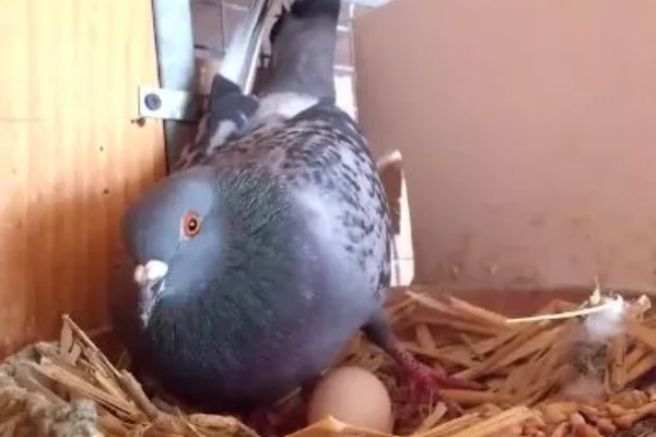 一公配两母鸽能孵吗，一般情况下是可以孵蛋的