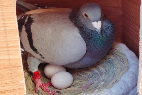 一公配两母鸽能孵吗，一般情况下是可以孵蛋的