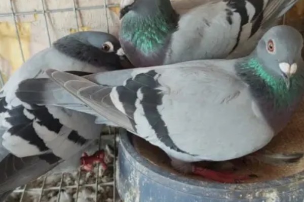 一公配两母鸽能孵吗，一般情况下是可以孵蛋的