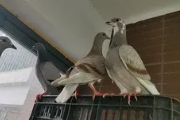 一公配两母鸽能孵吗，一般情况下是可以孵蛋的