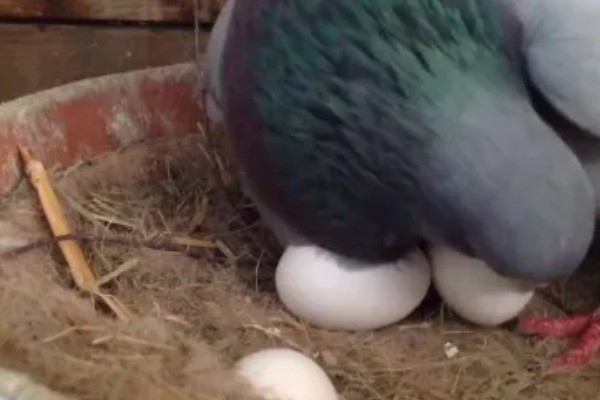 一公配两母鸽能孵吗，一般情况下是可以孵蛋的