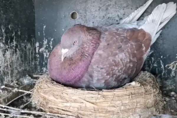 一公配两母鸽能孵吗，一般情况下是可以孵蛋的