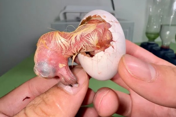 一公配两母鸽能孵吗，一般情况下是可以孵蛋的