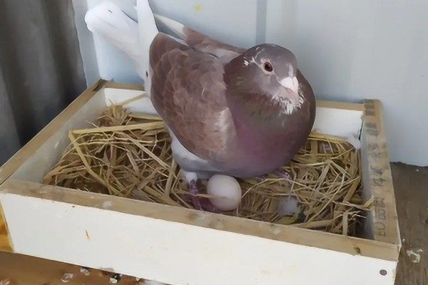 一公配两母鸽能孵吗，一般情况下是可以孵蛋的