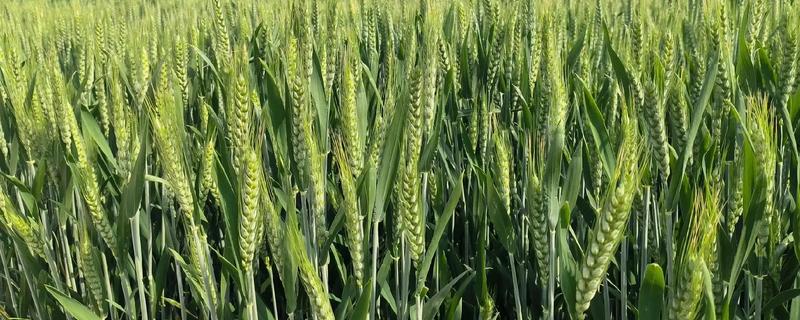 小麦何时进入抽穗期，主要集中在3-5月份