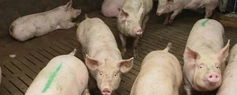 猪发情的最佳配种时间，静立反应后的12个小时左右