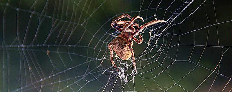 蜘蛛吐丝的原因，是为了能保护自己