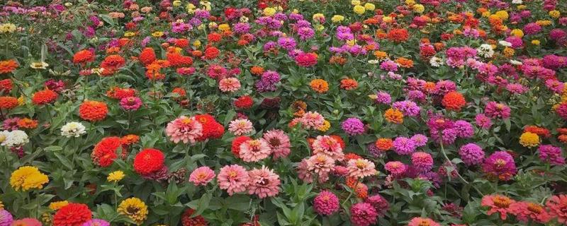 百日草如何栽培，可种子繁殖或扦插繁殖