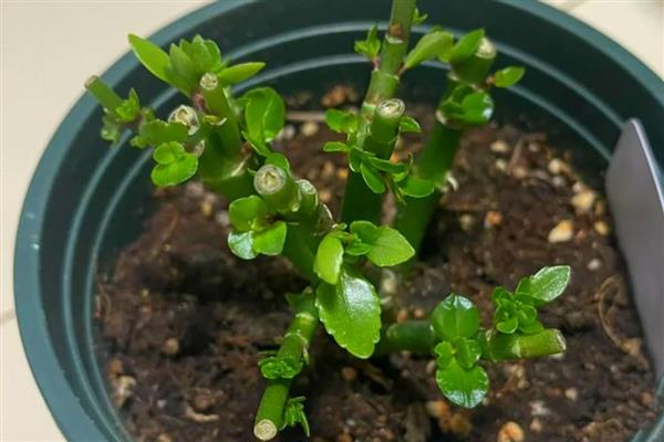 长寿花全部剪掉还可以发芽吗,还可以发芽