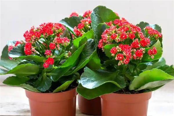 长寿花全部剪掉还可以发芽吗,还可以发芽