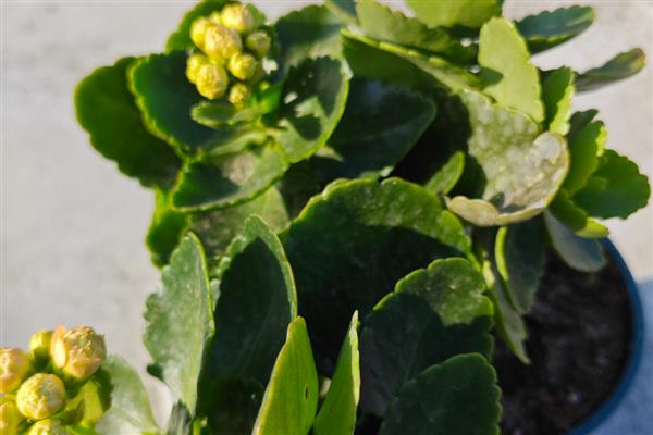 长寿花全部剪掉还可以发芽吗,还可以发芽