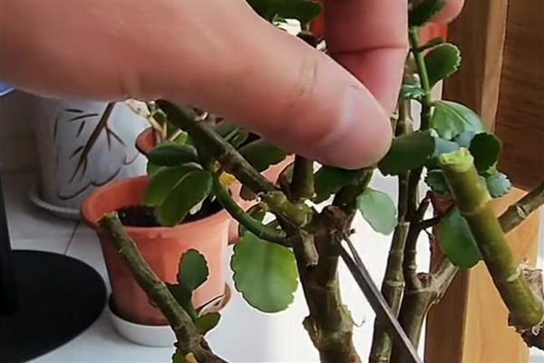 长寿花全部剪掉还可以发芽吗,还可以发芽