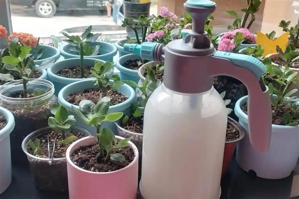 长寿花全部剪掉还可以发芽吗,还可以发芽