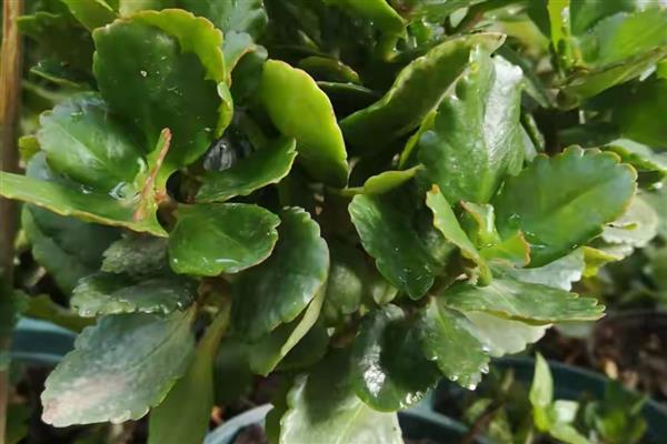 长寿花全部剪掉还可以发芽吗,还可以发芽