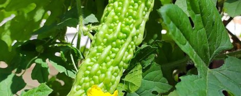 苦瓜什么时间种植，北方通常在3-4月温室种植