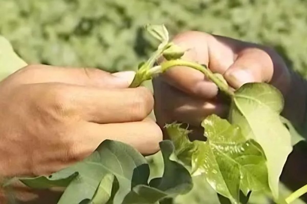 棉花地中后期强化田间管理的技巧，要适时及时的打顶