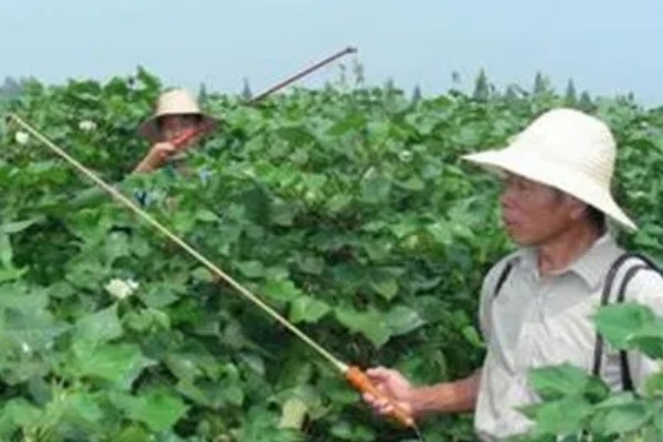 棉花地中后期强化田间管理的技巧，要适时及时的打顶