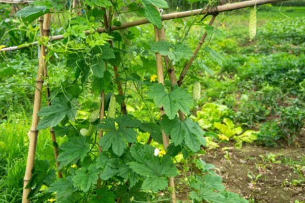苦瓜什么时间种植，北方通常在3-4月温室种植