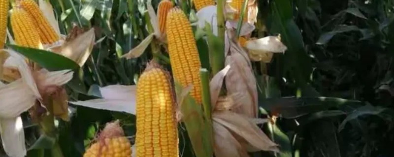 登海518玉米种简介，株高254厘米