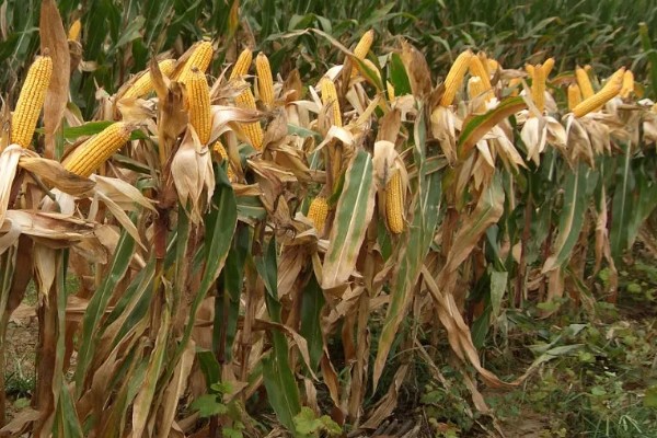 登海518玉米种简介，株高254厘米