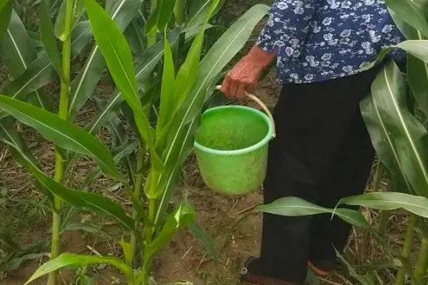 登海518玉米种简介，株高254厘米