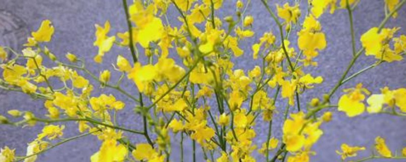 跳舞兰的花语，寓意快乐无忧、忘却烦忧等