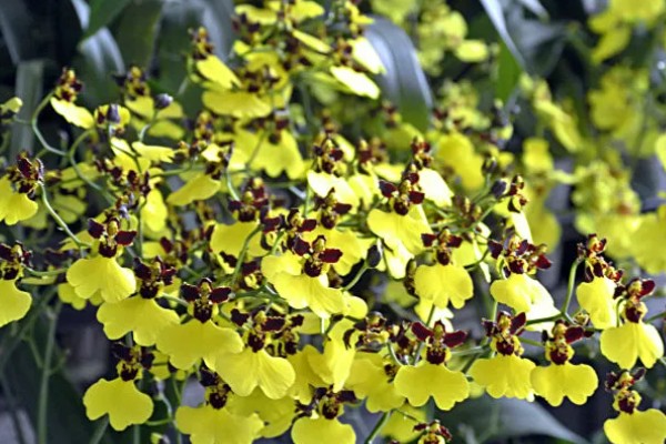 跳舞兰的花语，寓意快乐无忧、忘却烦忧等