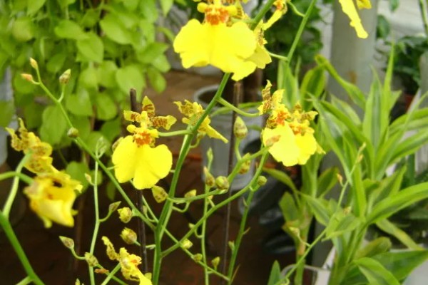 跳舞兰的花语，寓意快乐无忧、忘却烦忧等