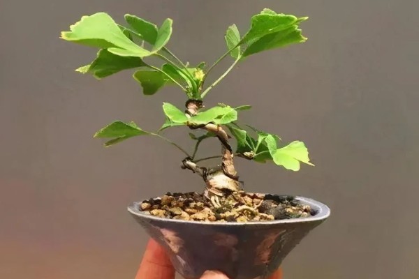 银杏树叶子发黄枯萎的原因，可能是光照过强所致