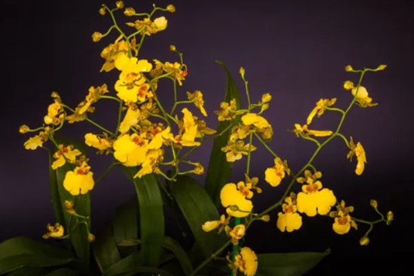 跳舞兰的花语，寓意快乐无忧、忘却烦忧等