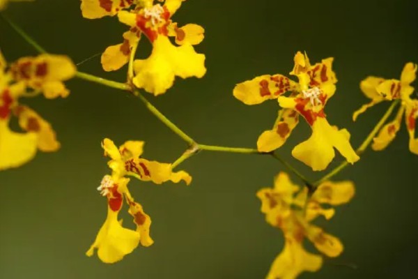 跳舞兰的花语，寓意快乐无忧、忘却烦忧等