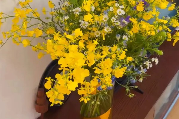 跳舞兰的花语，寓意快乐无忧、忘却烦忧等