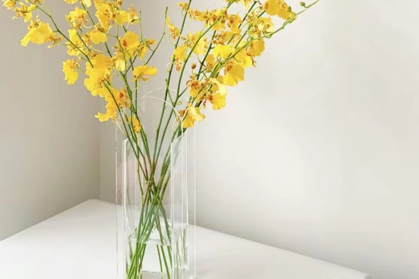 跳舞兰的花语，寓意快乐无忧、忘却烦忧等