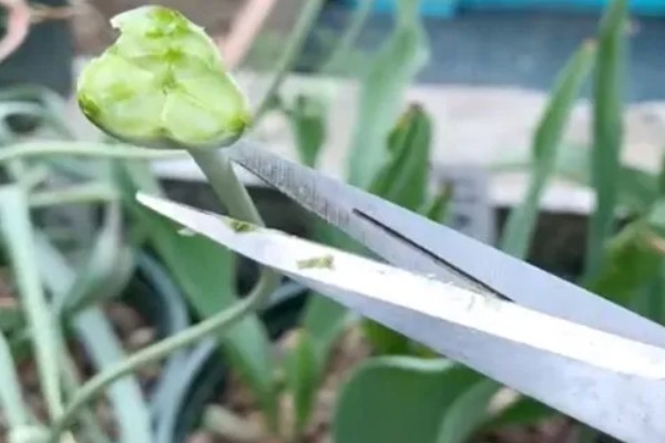 郁金香如何种植，先将其种球进行低温处理