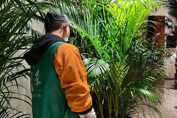 散尾葵叶斑病的病症，发病初期叶片出现黄褐色小点