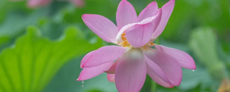 夏天常见的花有什么，常见的有荷花、茉莉花等