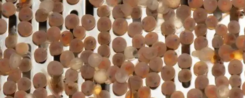 产卵的意思，是卵生动物将卵从母体中排出的过程