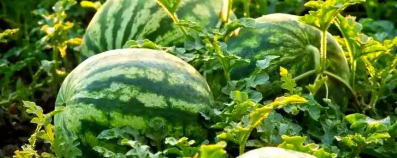 西瓜用什么肥料可以增甜,每隔7-10天冲施一次稀薄粪水